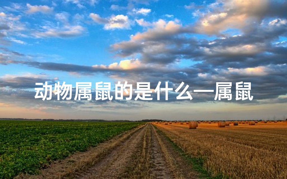 动物属鼠的是什么—属鼠是什么东西