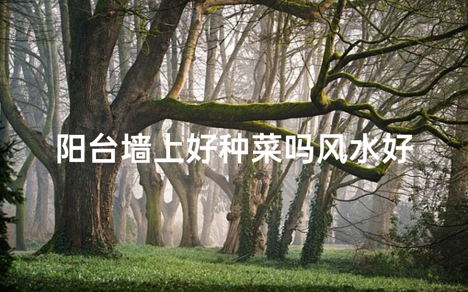 阳台墙上好种菜吗风水好吗