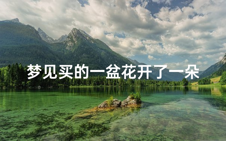 梦见买的一盆花开了一朵,梦见买的一盆花开了一朵花