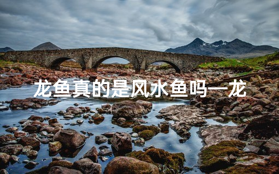 龙鱼真的是风水鱼吗—龙鱼:风水鱼之谜,真的存在吗?