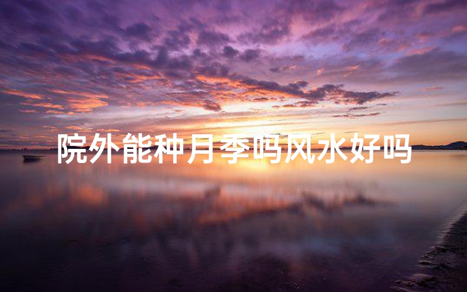 院外能种月季吗风水好吗、院外种植月季风水佳否?