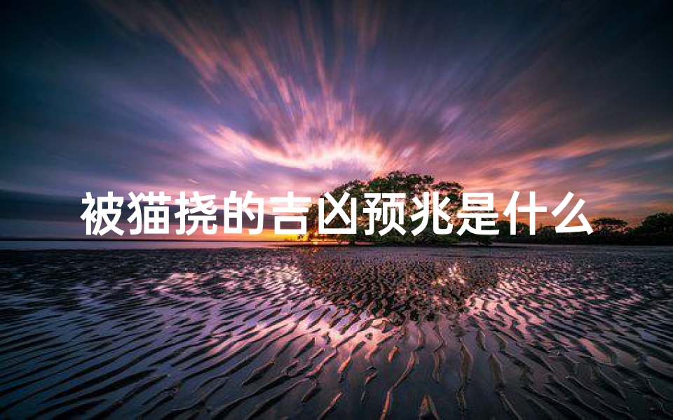 被猫挠的吉凶预兆是什么—被猫挠了有什么危险
