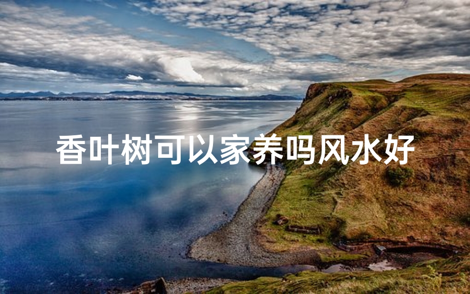 香叶树可以家养吗风水好吗