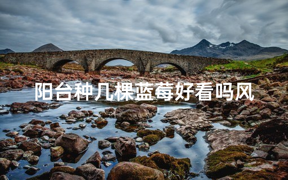 阳台种几棵蓝莓好看吗风水_阳台种蓝莓：美观风水两相宜