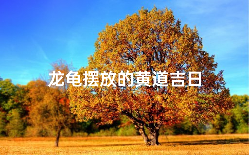龙龟摆放的黄道吉日