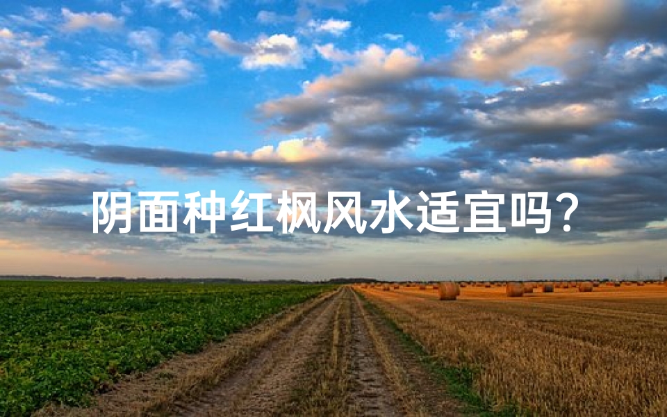 阴面种红枫风水适宜吗?解析家居植物风水奥秘