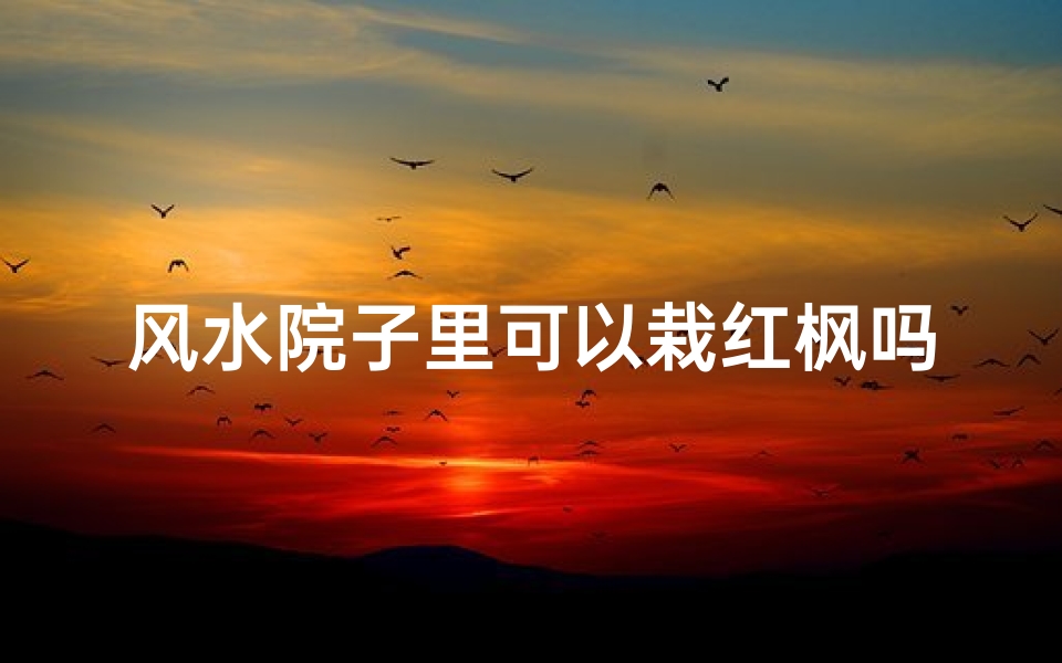 风水院子里可以栽红枫吗