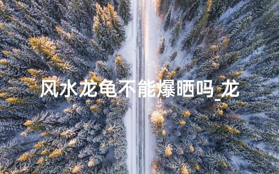 风水龙龟不能爆晒吗_龙龟可以晒太阳吗