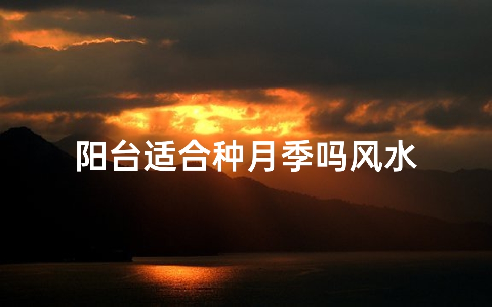 阳台适合种月季吗风水