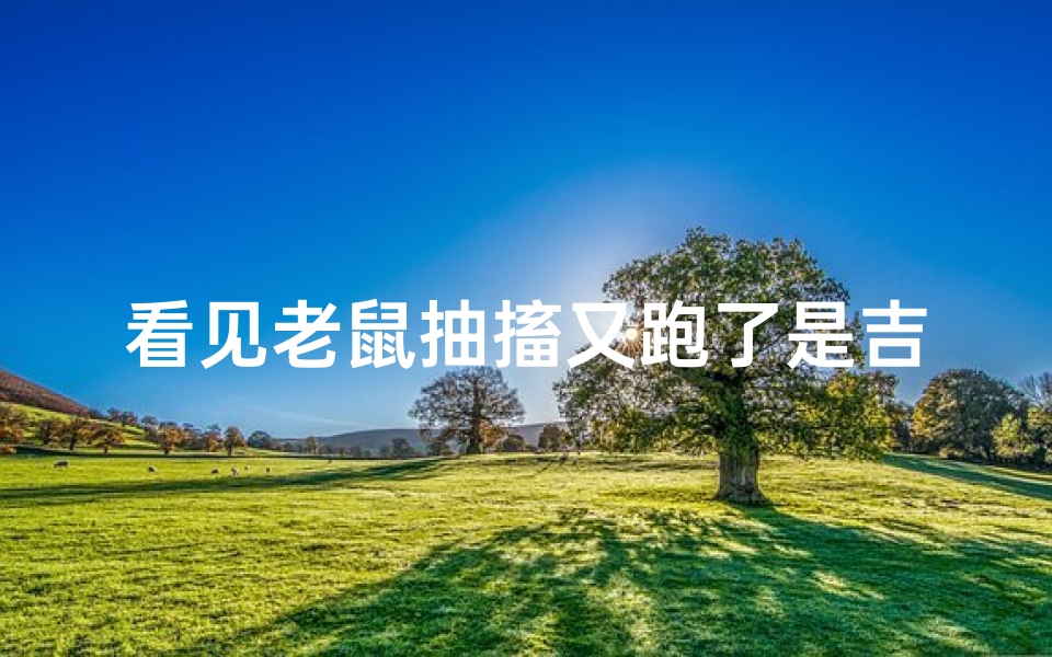 看见老鼠抽搐又跑了是吉凶,看见老鼠对人作揖预示什么