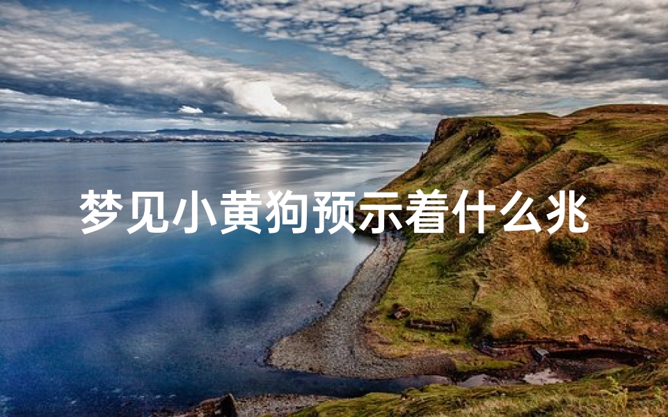 梦见小黄狗预示着什么兆头,做梦梦到一只小黄狗