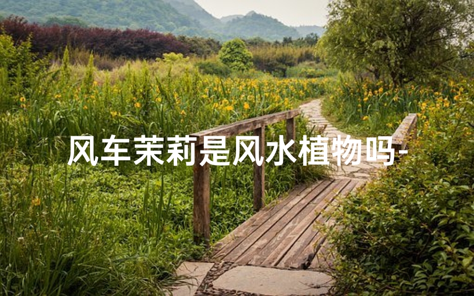 风车茉莉是风水植物吗-风车茉莉好不好