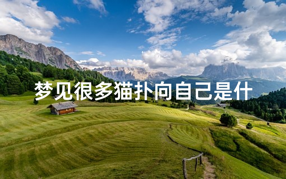 梦见很多猫扑向自己是什么征兆,做梦梦到好多猫扑向自己是什么意思