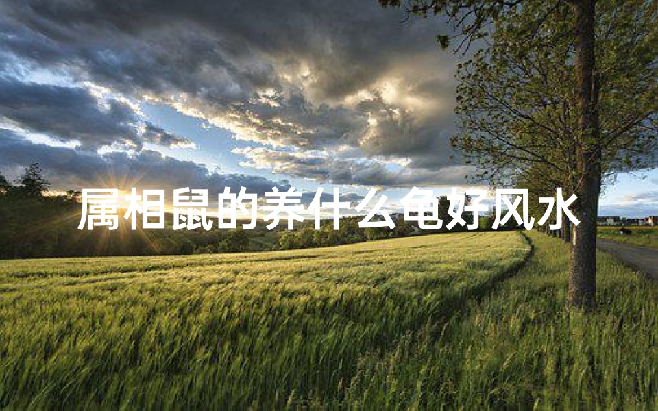 属相鼠的养什么龟好风水(...2025年阳历12月11日生日。我们适合养几只风水龟)