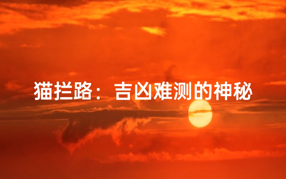猫拦路:吉凶难测的神秘预兆