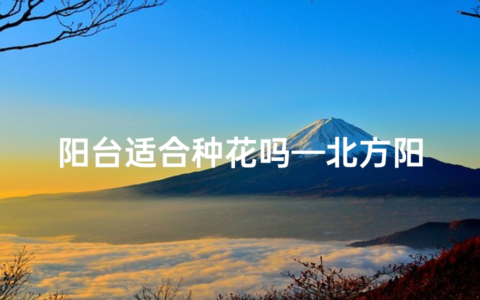 阳台适合种花吗—北方阳台风水巧种花,花开富贵好运来