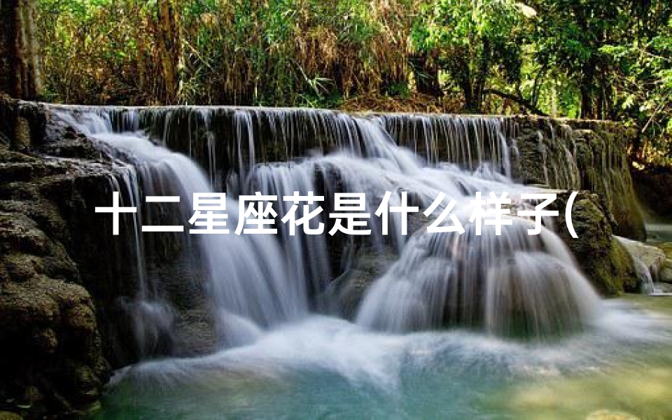 十二星座花是什么样子(十二星座代表的花各是什么 )