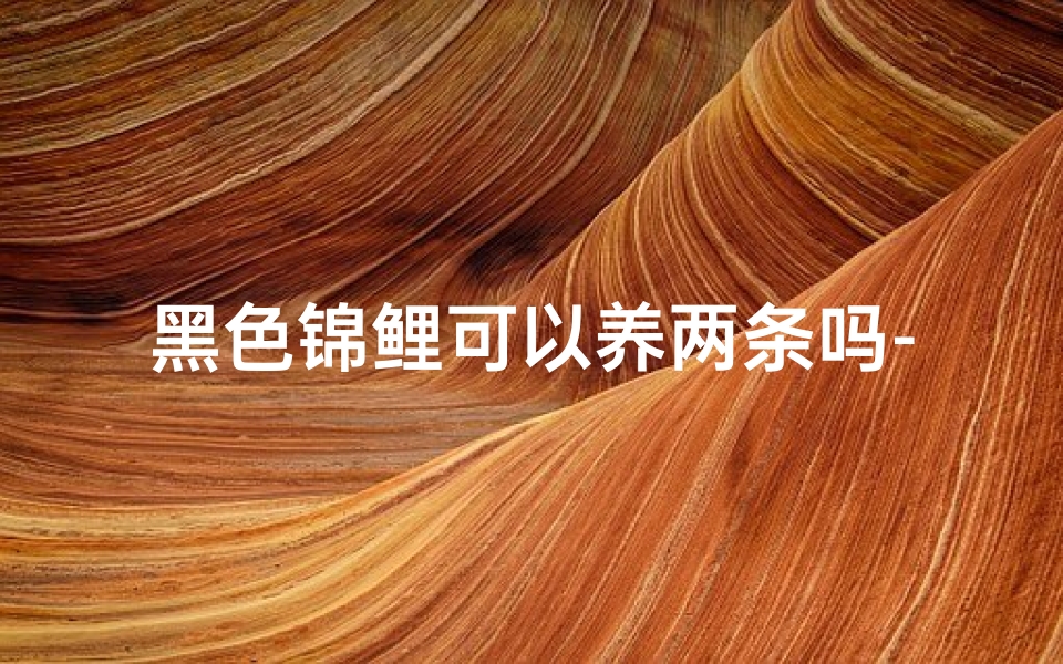 黑色锦鲤可以养两条吗-黑色锦鲤养几条,好风水必备