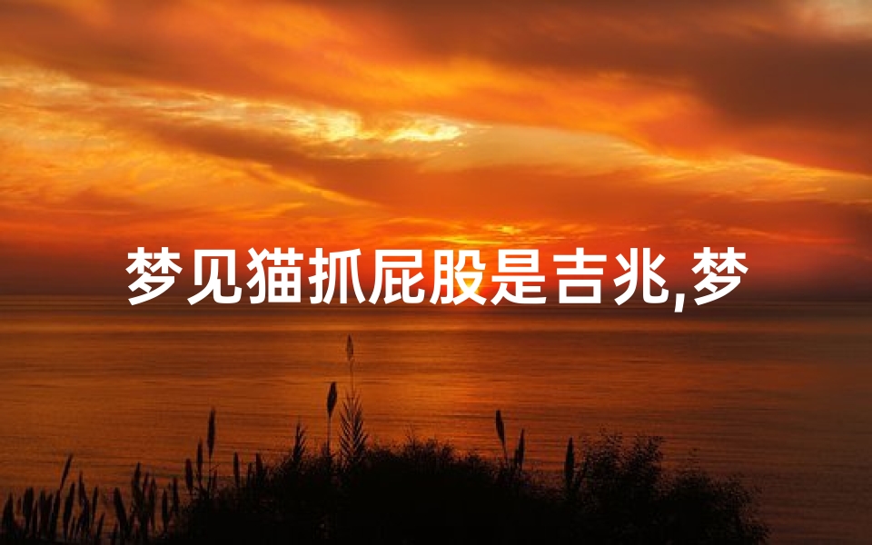 梦见猫抓屁股是吉兆,梦见被猫抓伤屁股